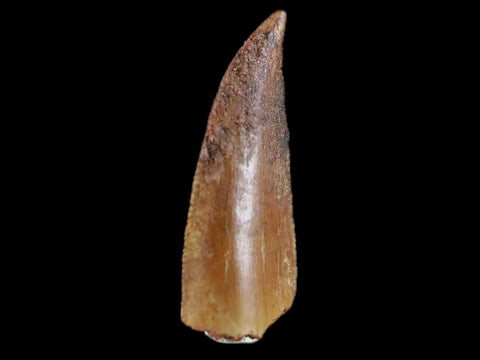 0.7" Abelisaur Serrated Tooth Fossil Cretaceous Age Dinosaur Morocco COA, Display - Fossil Age Minerals