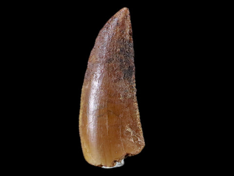 0.7" Abelisaur Serrated Tooth Fossil Cretaceous Age Dinosaur Morocco COA, Display - Fossil Age Minerals