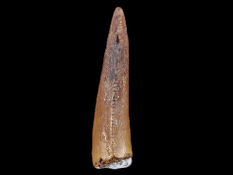 0.7" Abelisaur Serrated Tooth Fossil Cretaceous Age Dinosaur Morocco COA, Display - Fossil Age Minerals
