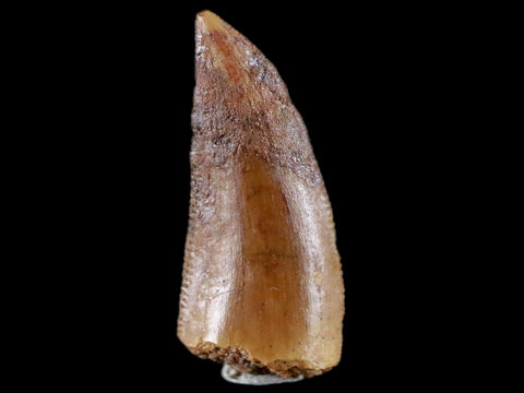 0.7" Abelisaur Serrated Tooth Fossil Cretaceous Age Dinosaur Morocco COA, Display - Fossil Age Minerals