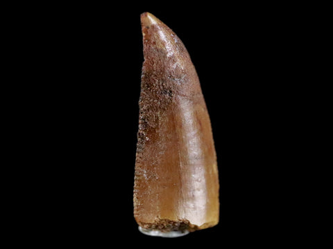 0.7" Abelisaur Serrated Tooth Fossil Cretaceous Age Dinosaur Morocco COA, Display - Fossil Age Minerals