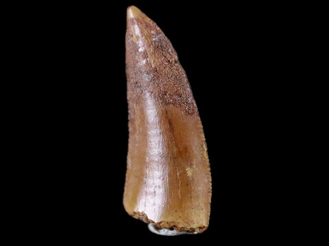 0.7" Abelisaur Serrated Tooth Fossil Cretaceous Age Dinosaur Morocco COA, Display - Fossil Age Minerals