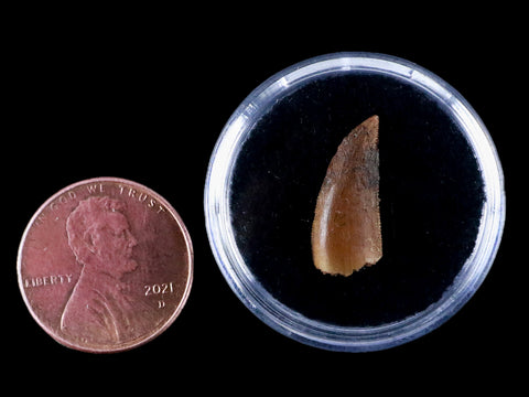 0.7" Abelisaur Serrated Tooth Fossil Cretaceous Age Dinosaur Morocco COA, Display - Fossil Age Minerals