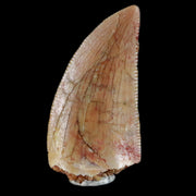 0.7" Abelisaur Serrated Tooth Fossil Cretaceous Age Dinosaur Morocco COA, Display