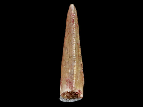 0.7" Abelisaur Serrated Tooth Fossil Cretaceous Age Dinosaur Morocco COA, Display - Fossil Age Minerals