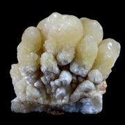 2.4" Botryoidal Aragonite Cave Calcite Crystal Cluster Mineral 5.1 OZ Morocco