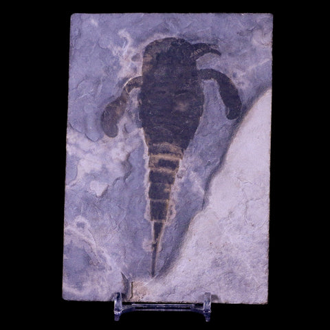 4.6" Eurypterus Sea Scorpion Fossil Upper Silurian 420 Mil Yrs Old New York Stand - Fossil Age Minerals