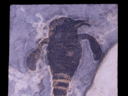 4.6" Eurypterus Sea Scorpion Fossil Upper Silurian 420 Mil Yrs Old New York Stand