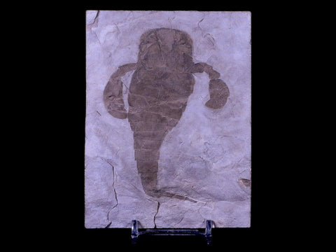 3.7" Eurypterus Sea Scorpion Fossil Upper Silurian 420 Mil Yrs Old New York Stand - Fossil Age Minerals