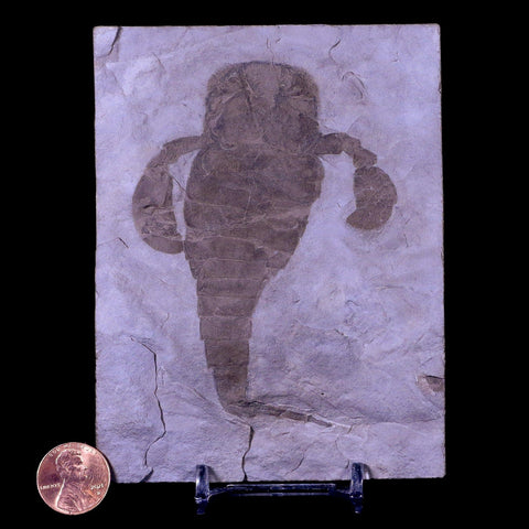3.7" Eurypterus Sea Scorpion Fossil Upper Silurian 420 Mil Yrs Old New York Stand - Fossil Age Minerals