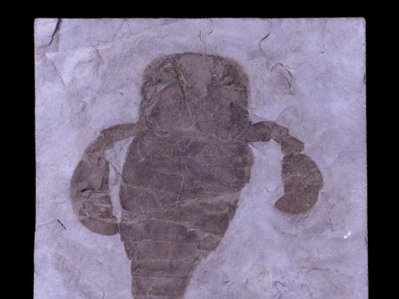 3.7" Eurypterus Sea Scorpion Fossil Upper Silurian 420 Mil Yrs Old New York Stand