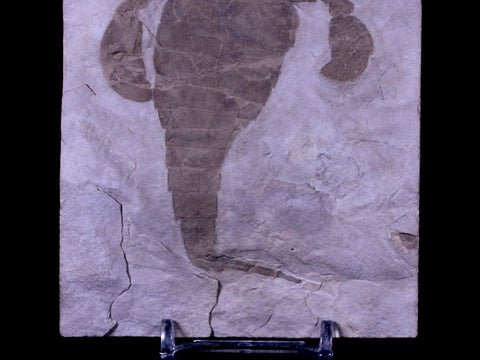 3.7" Eurypterus Sea Scorpion Fossil Upper Silurian 420 Mil Yrs Old New York Stand - Fossil Age Minerals