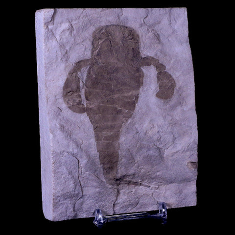 3.7" Eurypterus Sea Scorpion Fossil Upper Silurian 420 Mil Yrs Old New York Stand - Fossil Age Minerals