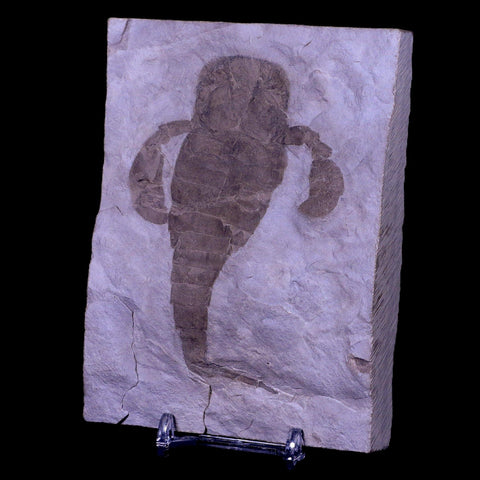 3.7" Eurypterus Sea Scorpion Fossil Upper Silurian 420 Mil Yrs Old New York Stand - Fossil Age Minerals