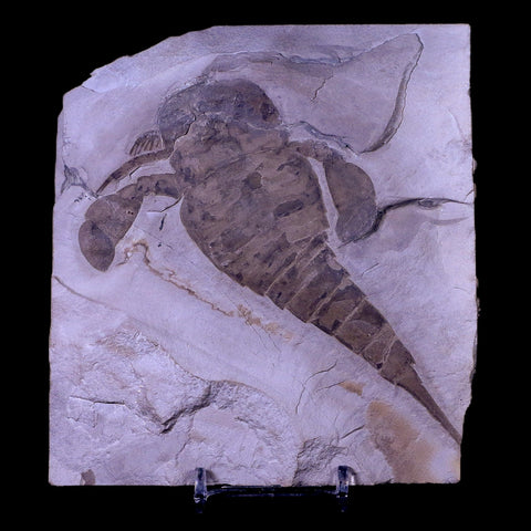5" Eurypterus Sea Scorpion Fossil Upper Silurian 420 Mil Yrs Old New York Stand - Fossil Age Minerals