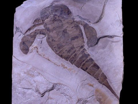 5" Eurypterus Sea Scorpion Fossil Upper Silurian 420 Mil Yrs Old New York Stand - Fossil Age Minerals