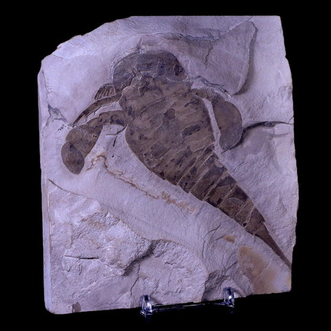 5" Eurypterus Sea Scorpion Fossil Upper Silurian 420 Mil Yrs Old New York Stand - Fossil Age Minerals