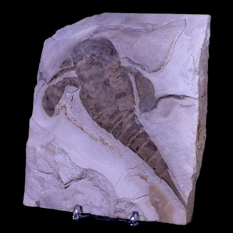 5" Eurypterus Sea Scorpion Fossil Upper Silurian 420 Mil Yrs Old New York Stand - Fossil Age Minerals