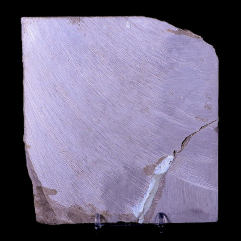 5" Eurypterus Sea Scorpion Fossil Upper Silurian 420 Mil Yrs Old New York Stand - Fossil Age Minerals