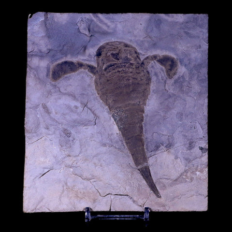 4.3" Eurypterus Sea Scorpion Fossil Upper Silurian 420 Mil Yrs Old New York Stand - Fossil Age Minerals