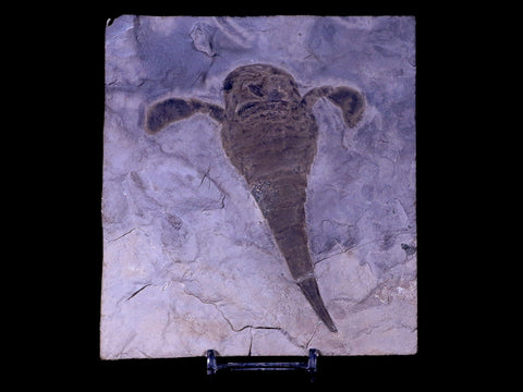 4.3" Eurypterus Sea Scorpion Fossil Upper Silurian 420 Mil Yrs Old New York Stand - Fossil Age Minerals