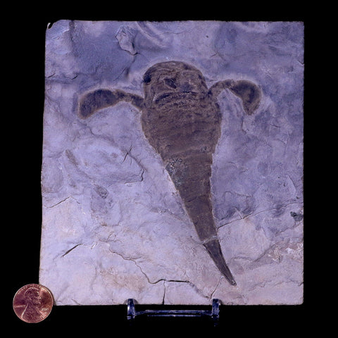 4.3" Eurypterus Sea Scorpion Fossil Upper Silurian 420 Mil Yrs Old New York Stand - Fossil Age Minerals