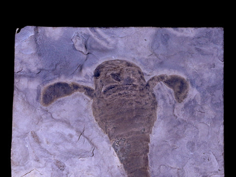 4.3" Eurypterus Sea Scorpion Fossil Upper Silurian 420 Mil Yrs Old New York Stand - Fossil Age Minerals