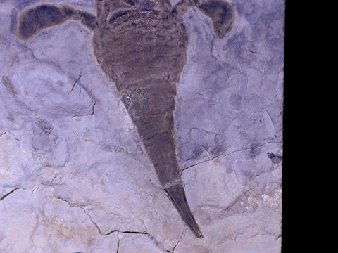 4.3" Eurypterus Sea Scorpion Fossil Upper Silurian 420 Mil Yrs Old New York Stand - Fossil Age Minerals