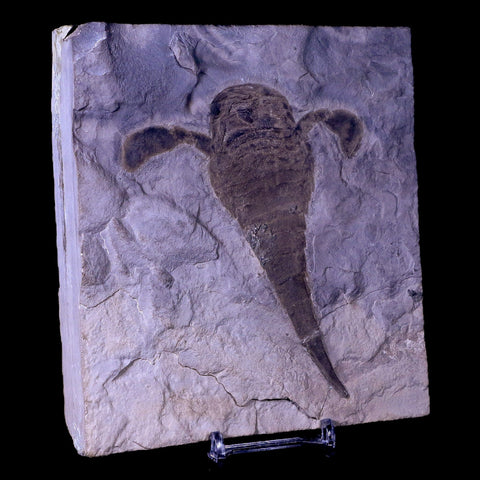 4.3" Eurypterus Sea Scorpion Fossil Upper Silurian 420 Mil Yrs Old New York Stand - Fossil Age Minerals