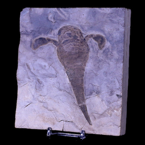 4.3" Eurypterus Sea Scorpion Fossil Upper Silurian 420 Mil Yrs Old New York Stand - Fossil Age Minerals