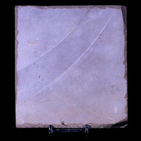 4.3" Eurypterus Sea Scorpion Fossil Upper Silurian 420 Mil Yrs Old New York Stand - Fossil Age Minerals