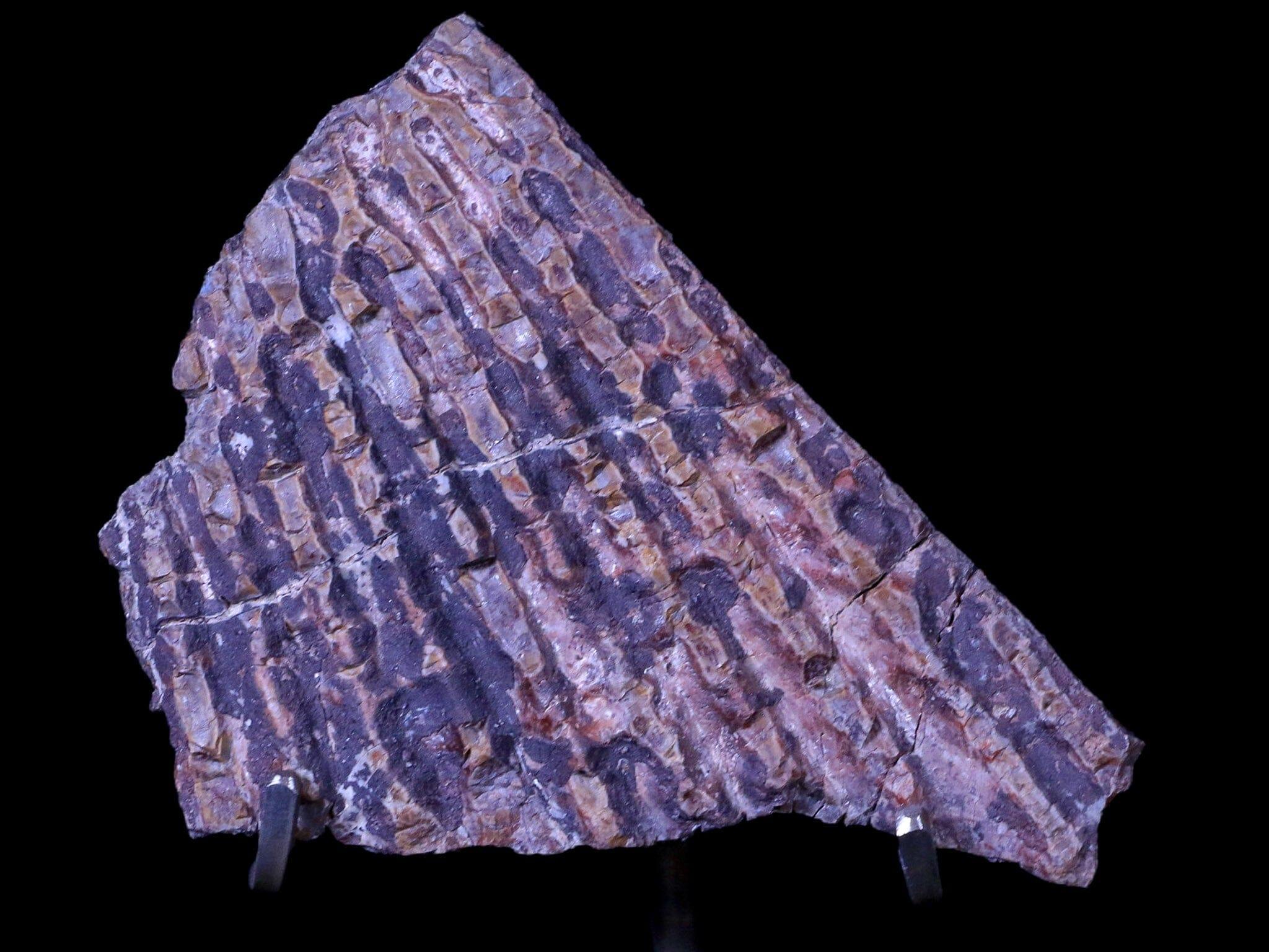 4.1" Koskinonodon Metoposaur Skull Scute Triassic Age Chinle Formation Arizona - Fossil Age Minerals