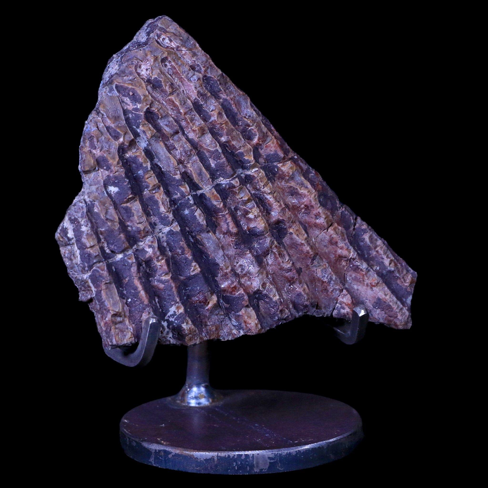 4.1" Koskinonodon Metoposaur Skull Scute Triassic Age Chinle Formation Arizona - Fossil Age Minerals