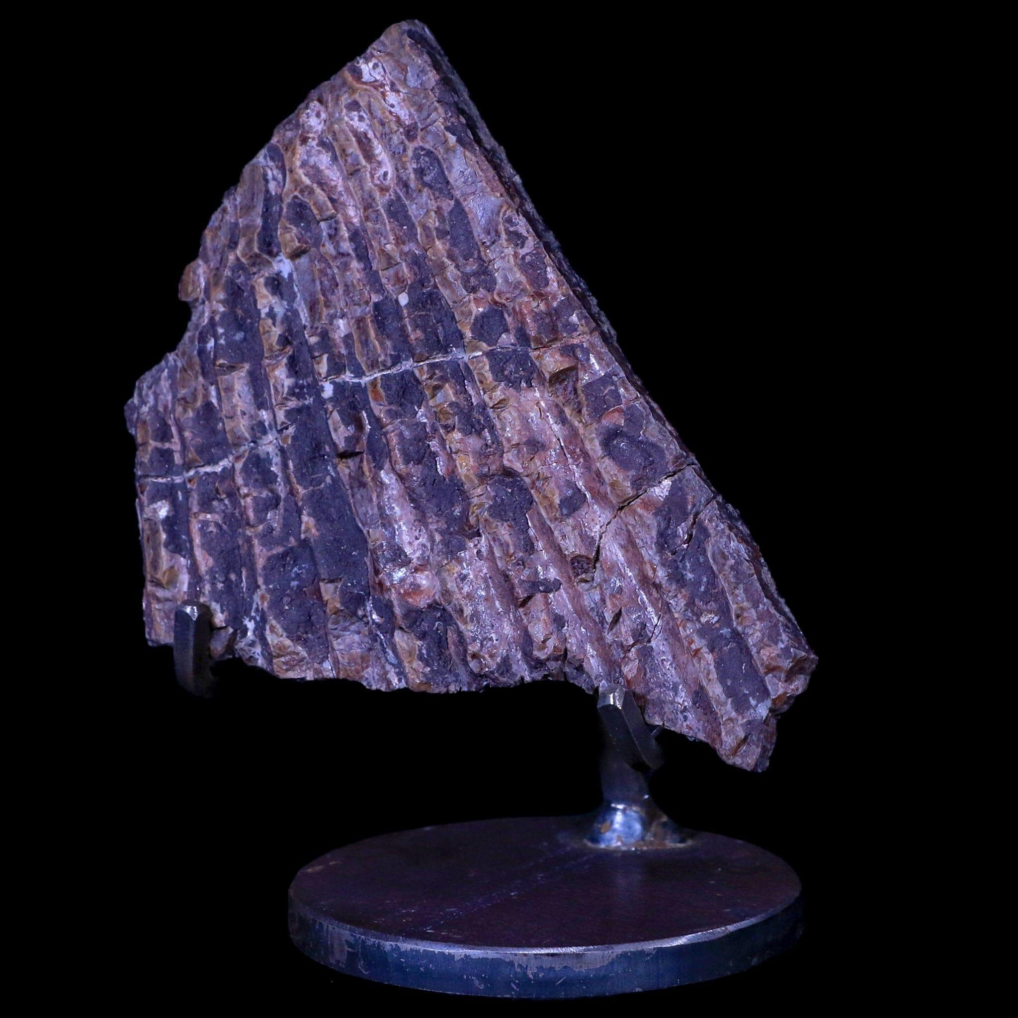 4.1" Koskinonodon Metoposaur Skull Scute Triassic Age Chinle Formation Arizona - Fossil Age Minerals