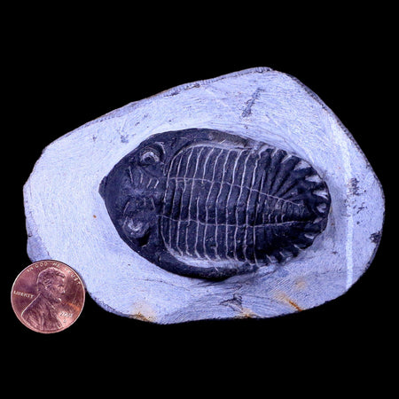 2.3" Metacanthina Issoumourensis Trilobite Fossil Devonian Age 400 Mil Yrs Old COA