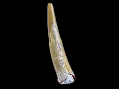 0.9" Pterosaur Coloborhynchus Fossil Tooth Upper Cretaceous Morocco COA & Display - Fossil Age Minerals