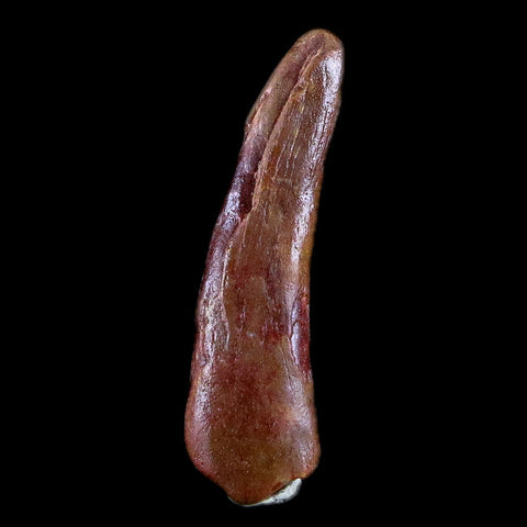 1" Pterosaur Coloborhynchus Fossil Tooth Upper Cretaceous Morocco COA & Display - Fossil Age Minerals