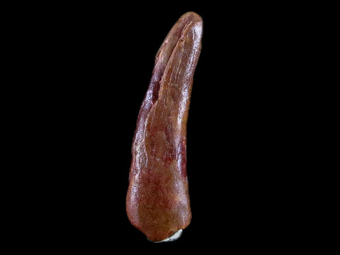 1" Pterosaur Coloborhynchus Fossil Tooth Upper Cretaceous Morocco COA & Display - Fossil Age Minerals