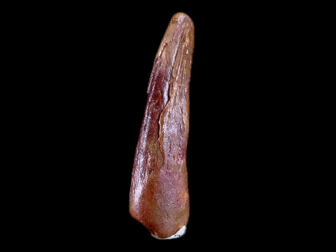 1" Pterosaur Coloborhynchus Fossil Tooth Upper Cretaceous Morocco COA & Display - Fossil Age Minerals