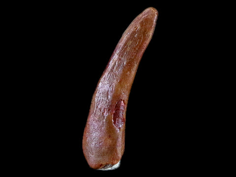 1" Pterosaur Coloborhynchus Fossil Tooth Upper Cretaceous Morocco COA & Display - Fossil Age Minerals
