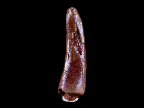 1" Pterosaur Coloborhynchus Fossil Tooth Upper Cretaceous Morocco COA & Display - Fossil Age Minerals