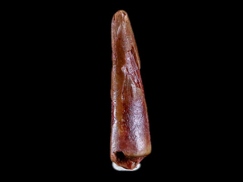 1" Pterosaur Coloborhynchus Fossil Tooth Upper Cretaceous Morocco COA & Display - Fossil Age Minerals