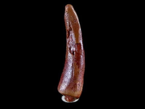 1" Pterosaur Coloborhynchus Fossil Tooth Upper Cretaceous Morocco COA & Display - Fossil Age Minerals