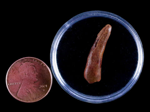 1" Pterosaur Coloborhynchus Fossil Tooth Upper Cretaceous Morocco COA & Display - Fossil Age Minerals