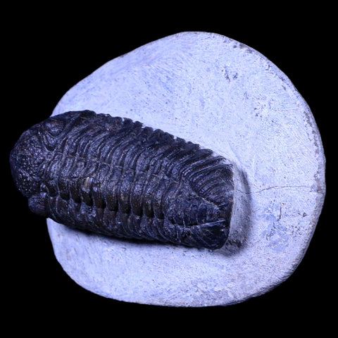 2.2" Phacops Boeckops Stelcki Trilobite Fossil Devonian Age Arthropod Morocco COA - Fossil Age Minerals