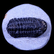 2.3" Phacops Boeckops Stelcki Trilobite Fossil Devonian Age Arthropod Morocco COA