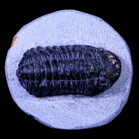 2.3" Phacops Boeckops Stelcki Trilobite Fossil Devonian Age Arthropod Morocco COA - Fossil Age Minerals