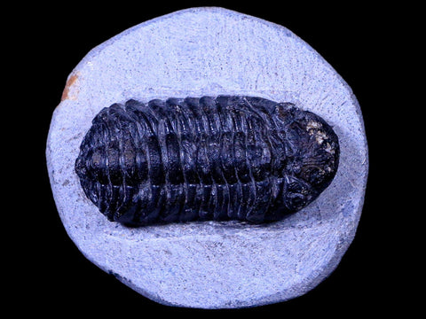 2.3" Phacops Boeckops Stelcki Trilobite Fossil Devonian Age Arthropod Morocco COA - Fossil Age Minerals