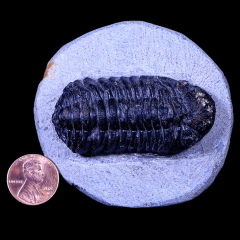 2.3" Phacops Boeckops Stelcki Trilobite Fossil Devonian Age Arthropod Morocco COA - Fossil Age Minerals