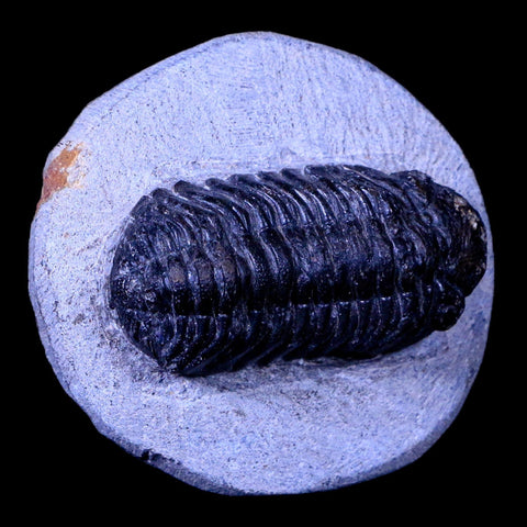 2.3" Phacops Boeckops Stelcki Trilobite Fossil Devonian Age Arthropod Morocco COA - Fossil Age Minerals
